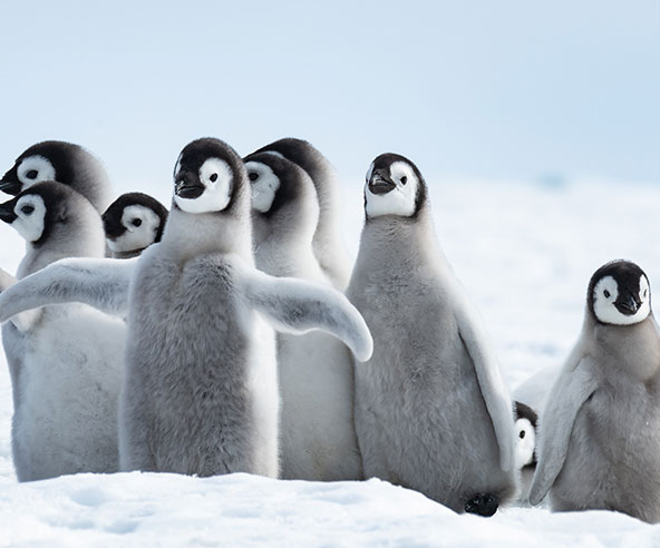 A group of penguin chicks in the snow