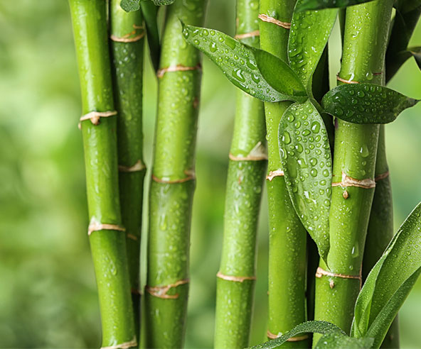 A close up show of bamboo tree stems