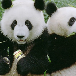Pandas from GreenAware TV ad, opens YouTube iframe