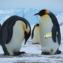 Two penguins from GreenAware TV ad, opens YouTube iframe